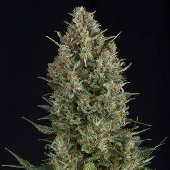 Wembley (Pyramid Seeds) feminizowane