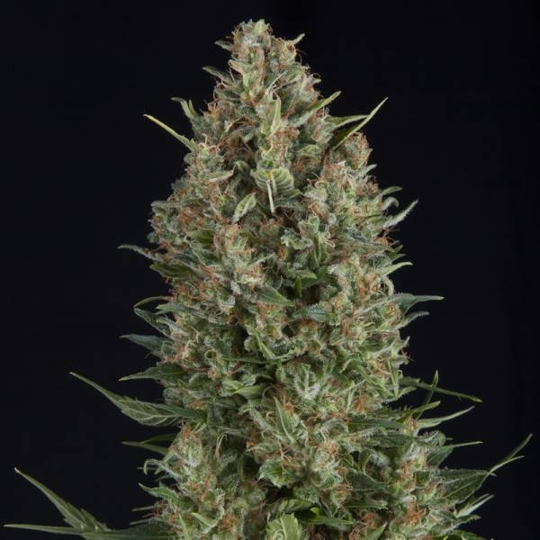 Wembley (Pyramid Seeds) feminizowane