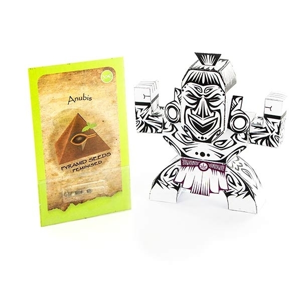 Anubis (Pyramid Seeds) feminizowane