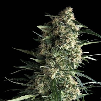 Auto Galaxy (Pyramid Seeds) feminizowane