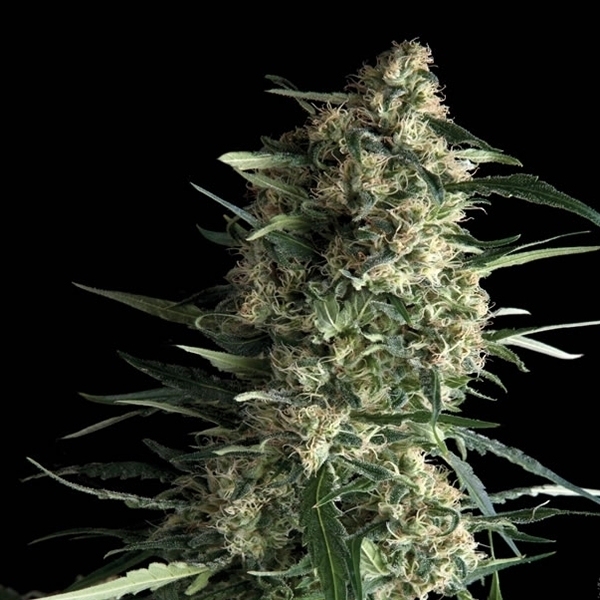 Auto Galaxy (Pyramid Seeds) feminizowane