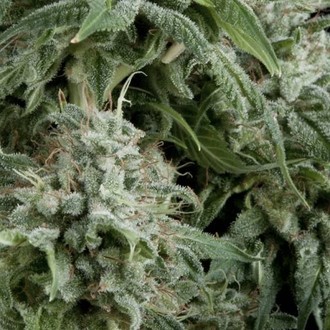 Auto Northern Lights (Pyramid Seeds) nasiona marihuany automat feminizowane