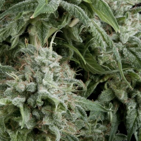 Auto Northern Lights (Pyramid Seeds) nasiona marihuany automat feminizowane