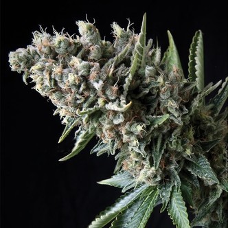 Auto Nefertiti (Pyramid Seeds) feminizowane