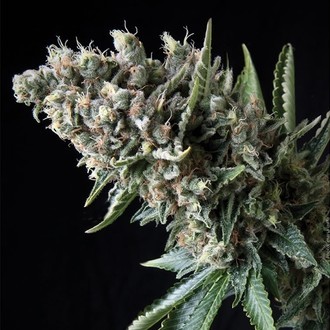 Auto Nefertiti (Pyramid Seeds) feminizowane