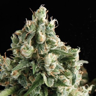 Auto Lennon (Pyramid Seeds) nasiona marihuany feminizowane