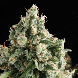 Auto Lennon (Pyramid Seeds) nasiona marihuany feminizowane