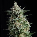 Auto Anesthesia (Pyramid Seeds) feminizowane
