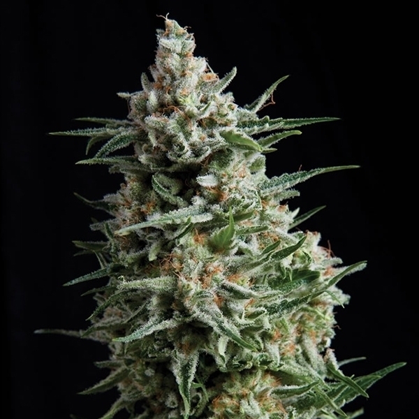 Auto Anesthesia (Pyramid Seeds) feminizowane