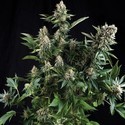 Auto White Widow (Pyramid Seeds) feminizowane