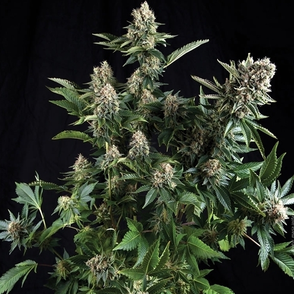 Auto White Widow (Pyramid Seeds) feminizowane