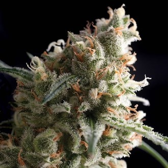 Auto Super Hash (Pyramid Seeds) feminizowane