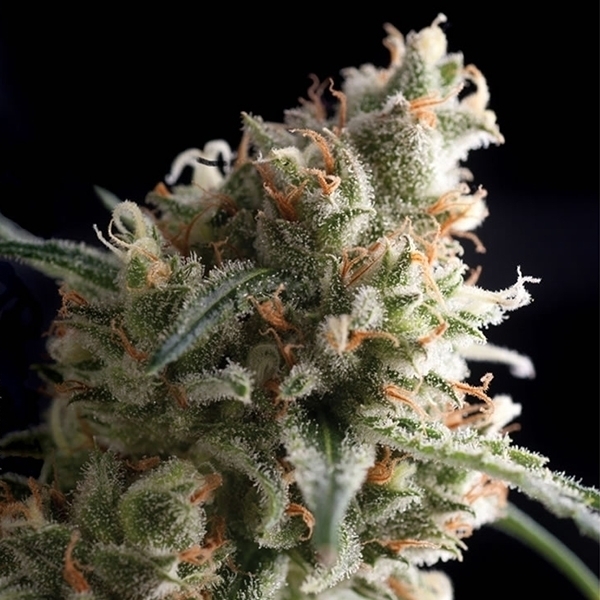 Auto Super Hash (Pyramid Seeds) feminizowane