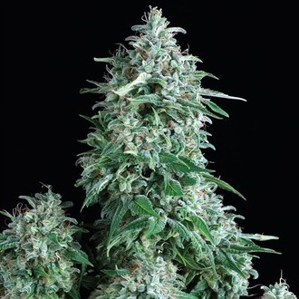 Auto Anubis (Pyramid Seeds) feminizowane