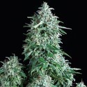Auto Anubis (Pyramid Seeds) feminizowane