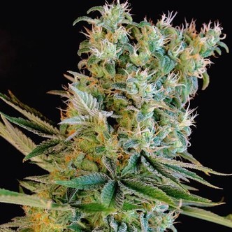 Amnesia Bilbo (Genehtik Seeds) feminizowane