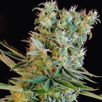 Amnesia Bilbo (Genehtik Seeds) feminizowane