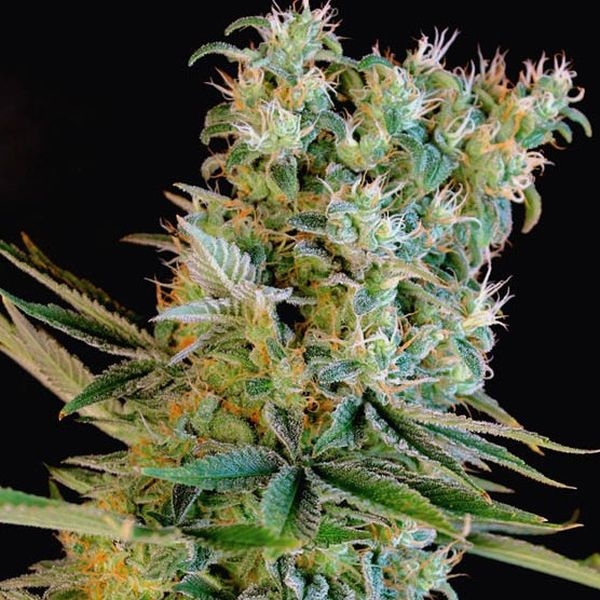 Amnesia Bilbo (Genehtik Seeds) feminizowane
