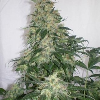 Amnesia Bilbo (Genehtik Seeds) feminizowane