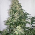 Amnesia Bilbo (Genehtik Seeds) feminizowane