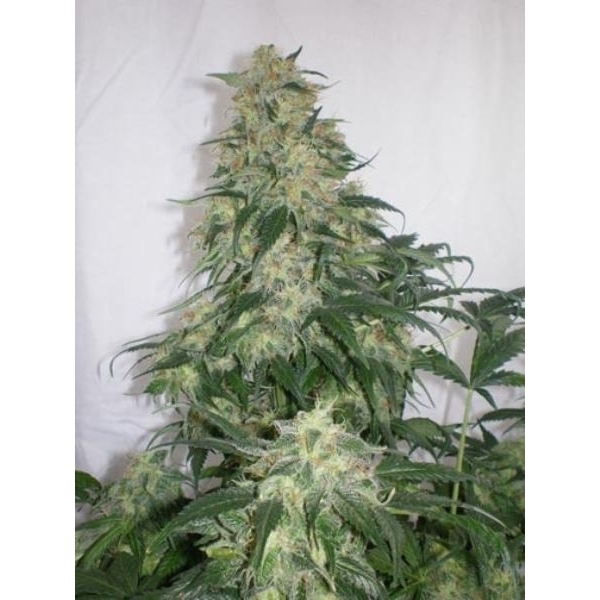 Amnesia Bilbo (Genehtik Seeds) feminizowane