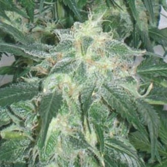 Amnesia Bilbo (Genehtik Seeds) feminizowane