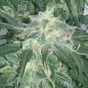 Amnesia Bilbo (Genehtik Seeds) feminizowane
