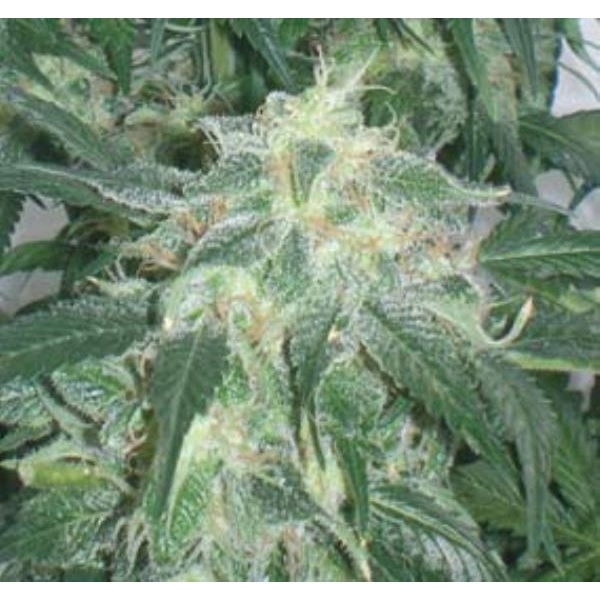 Amnesia Bilbo (Genehtik Seeds) feminizowane