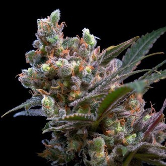 Kritikal Bilbo (Genehtik Seeds) feminizowane