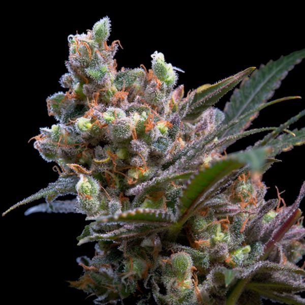 Kritikal Bilbo (Genehtik Seeds) feminizowane