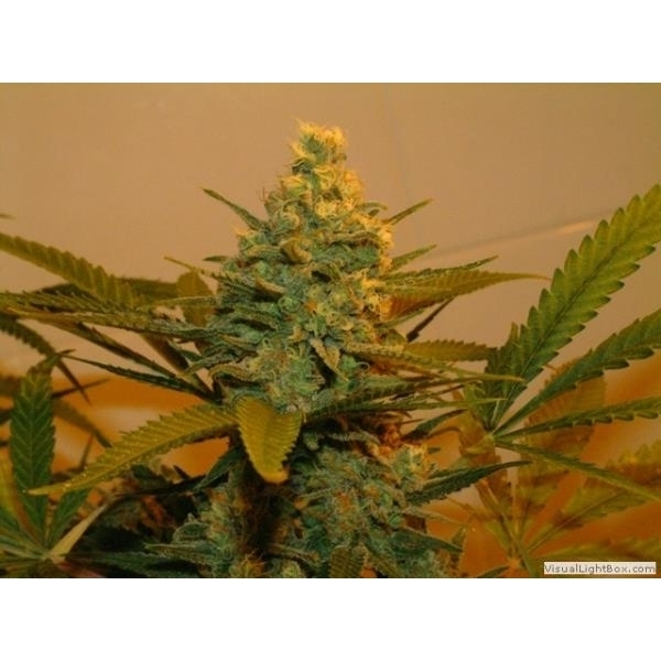 Kritikal Bilbo (Genehtik Seeds) feminizowane