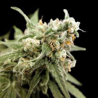 Kritikal Bilbo (Genehtik Seeds) feminizowane