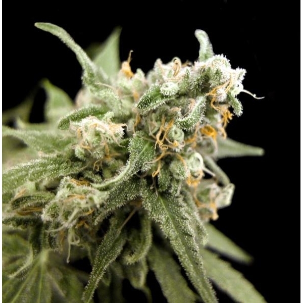 Kritikal Bilbo (Genehtik Seeds) feminizowane