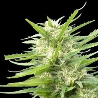 Kritikal Bilbo x AK-47 (Genehtik Seeds) feminizowane