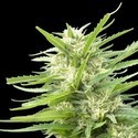 Kritikal Bilbo x AK-47 (Genehtik Seeds) feminizowane