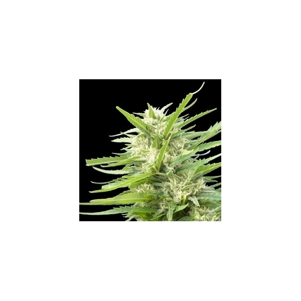 Kritikal Bilbo x AK-47 (Genehtik Seeds) feminizowane
