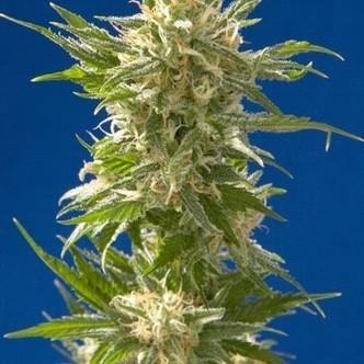 AK (Spliff Seeds) feminizowane