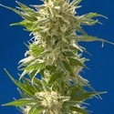 AK (Spliff Seeds) feminizowane