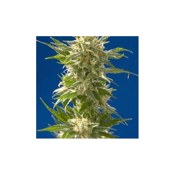 AK (Spliff Seeds) feminizowane