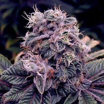 Blue Berry (Spliff Seeds) feminizowane