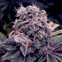 Blue Berry (Spliff Seeds) feminizowane