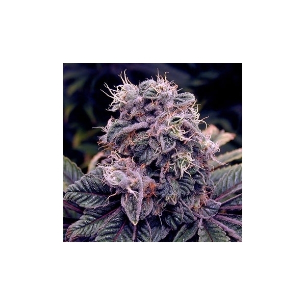 Blue Berry (Spliff Seeds) feminizowane