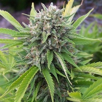 Bubblegun (Spliff Seeds) feminizowane