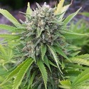 Bubblegun (Spliff Seeds) feminizowane