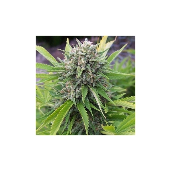 Bubblegun (Spliff Seeds) feminizowane
