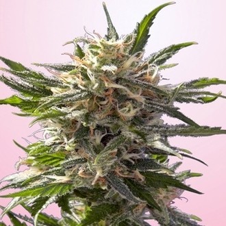 Crystal White (Spliff Seeds) feminizowane