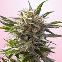 Crystal White (Spliff Seeds) feminizowane