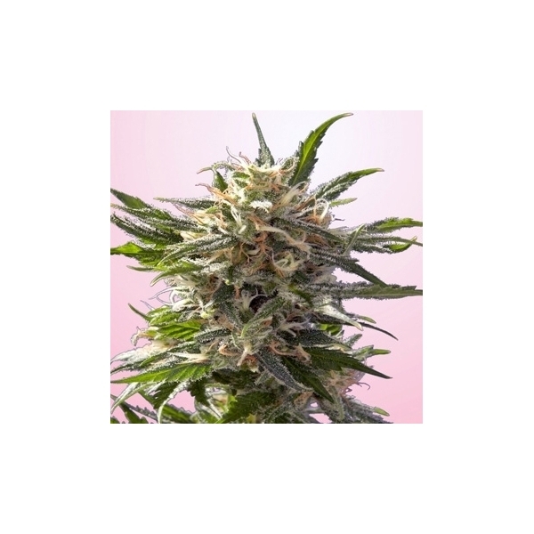 Crystal White (Spliff Seeds) feminizowane