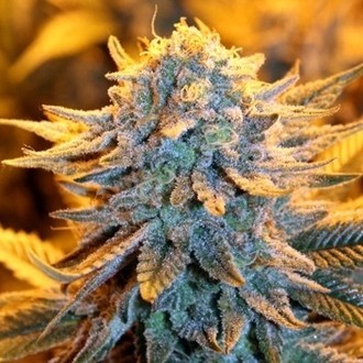 Dutch Automat (Spliff Seeds) feminizowane