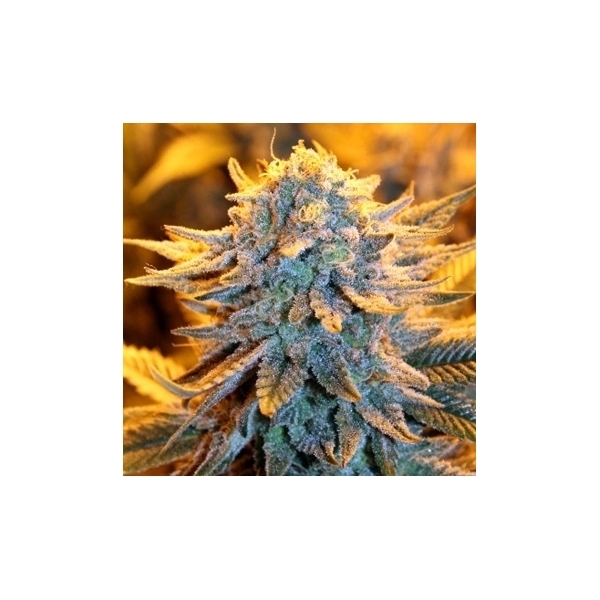 Dutch Automat (Spliff Seeds) feminizowane